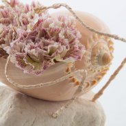 Dianthus in a seashell close up