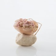 Dianthus in a seashell overview