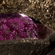 Romance Purple Chrysanthemum from Zentoo - design Roos van Unen - Flower Factor