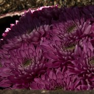 Romance Purple Chrysanthemum from Zentoo - design Roos van Unen - Flower Factor