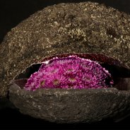 Romance Purple Chrysanthemum from Zentoo - design Roos van Unen - Flower Factor