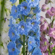 Delphinium design - Roos van Unen - Flower Factor
