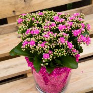 Bright pink double flowered Garden Kalanchoe - design Pim van den Akker