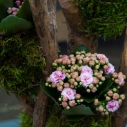 Garden Kalanchoe kokedama - Pim van den Akker - Flower Factor