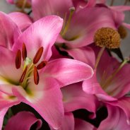 Pink Master lily design - Dennis Lanzaat - Flower Factor