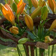 Orange Sunderland lily