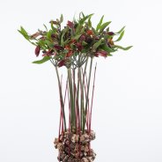 Autumnal Alstroemeria arrangement