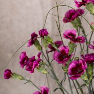 Trendy Dianthus vase design Flower Factor
