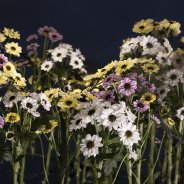 Yin Yang family design