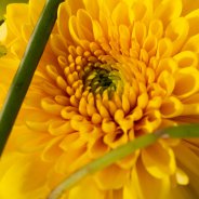 Zentoo's Chrysanthemum flavours Sorbet 'Banana'