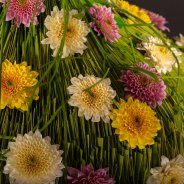 Zentoo's Chrysanthemum flavours Sorbet 'Banana' Sorbet 'Berry' and Sorbet 'Vanilla' 