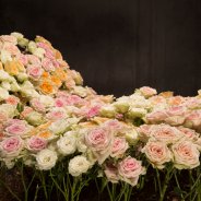 bed of spray roses 1