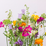 colourful Freesia arrangement FreestyleFreesia Kristel van Dijk Flower Factor