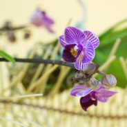 orchid arrangement idea Pim van den Akker Opti-flor