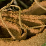 orchid arrangement idea Pim van den Akker Opti-flor