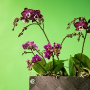 orchid arrangement idea Pim van den Akker Opti flor