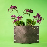 orchid arrangement idea Pim van den Akker Opti flor