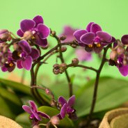 orchid arrangement idea Pim van den Akker Opti flor