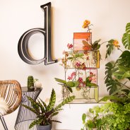 orchids urban jungle style - design Chantal Vollenbroek