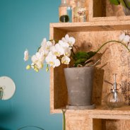 orchids urban jungle style - Phalaenopsis 'Artisto' from Opti-flor 