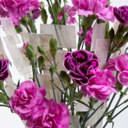 Elegantly arranged Dianthus bouquet