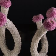 Fun Vanya Pink Chrysanthemums from Zentoo - design by Pim van den Akker