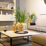 Cascade Cymbidium 'Agiro' - Urban Modern