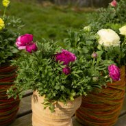 Ranunculus Vortex - close-up