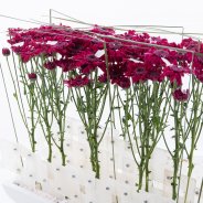 Elegant design with 'Stresa Purple' close-up