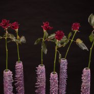Black Baccara roses for Christmas