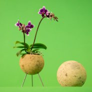 orchid arrangement idea Pim van den Akker Opti flor