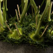 base / frame made out of sunflowers, design by Pim van den Akker