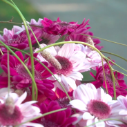 Pink mums Stresa and Stresa Purple in a design by Kristel van Dijk - photo Flower Factor