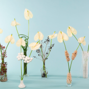 Festively decorated cut Anthuriums - Flower Factor