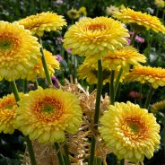Yellow mini Gerbera