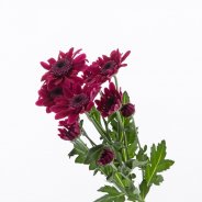 Chrysanthemum 'Stresa Purple'
