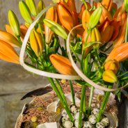 Orange Easter arrangement with Sunderland lilies - close-up