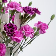 Trendy carnations