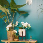 orchids urban jungle style - Phalaenopsis 'Artisto' and 'Opti-mini' from Opti-flor 
