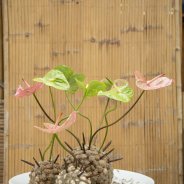 Artistic cut Anthuriums with their decorative curvy stems