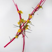 #FreestyleFreesia: Anneke Douma