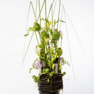 #FreestyleFreesia: Fiona Konings