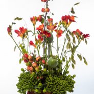 #FreestyleFreesia: Ineke Adrichem