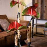 Tough cut Anthurium