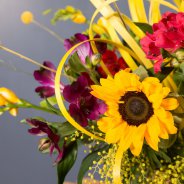 Purple Alstroemeria 'Carline'