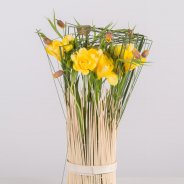 Freesia standing in tall grass