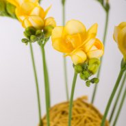 A close-knit Freesia construction close-up