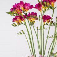 Colourful clutter with Freesia close-up