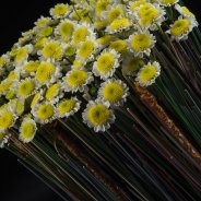 Colourful contrast with Sun Up by Zentoo close-up