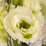 Alissa Green from Sakata